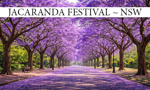 Jacaranda_Festival_NSW_Website_Photo